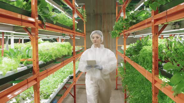 Greenhouse Worker Examining Vertical Farm alt
