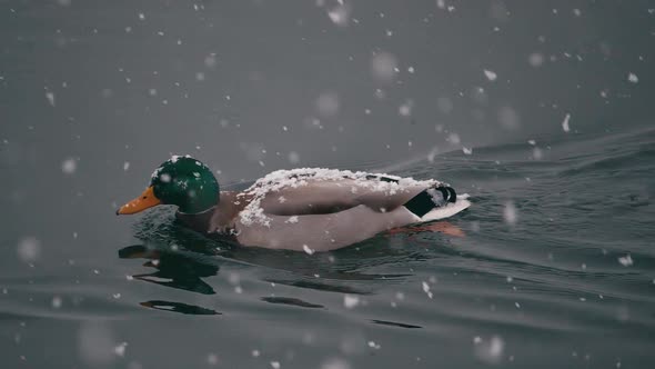 Duck in winter on the lake with snowfall. slow motion snowflakes.