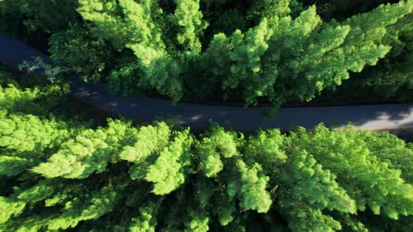 Beautiful tropical pine forest. 4K alt