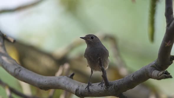 Black redstart - Phoenicurus ochruros standing on the branch.