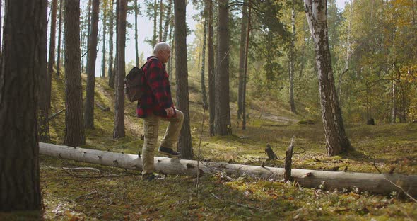 Picturesque Nature of Autumn Forest and Walking Hiker, Middle-aged Man Is Strolling with Backpack alt