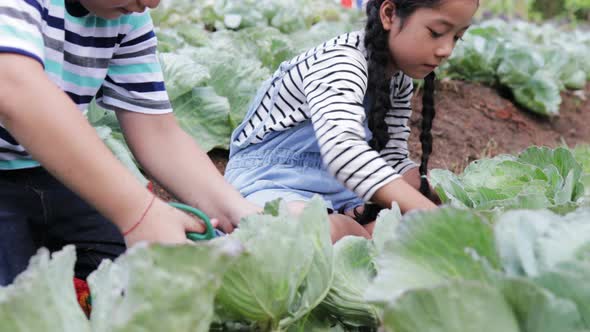 two children helping picking cabbage in a vegetable garden