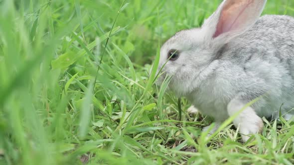Cute Fluffy Light Gray Easter Bunny Sits on a Green Meadow in Sunny Weather Closeup alt