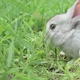 Cute Fluffy Light Gray Easter Bunny Sits on a Green Meadow in Sunny Weather Closeup - VideoHive Item for Sale