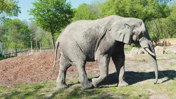 African Elephant Walking in Zoo in Sunny Weather