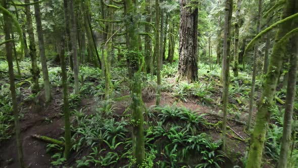 Deep in the old growth forest along the beautiful and lush Sunshine Coast Trail in British Columbia, alt