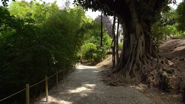 Eucalyptus Tree Growing in One of Many Paths in Botanical Garden of the University of Coimbra