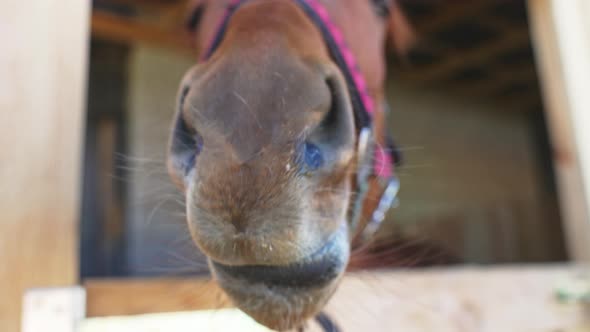 Horse Nostrils CloseUp View A Dark Brown Horse In The Stable With A Wooden Door alt