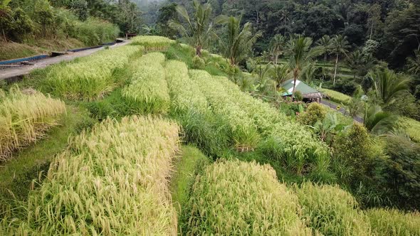 Jatiluwih Rice Plantation in Bali