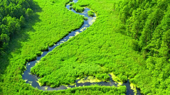 Beautiful old green forest and river, aerial viewof Poland, Tuchola national park alt