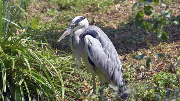 Portrait of wild Grey Heron Bird outdoors in green nature during sunny day,cleaning himself - Close alt