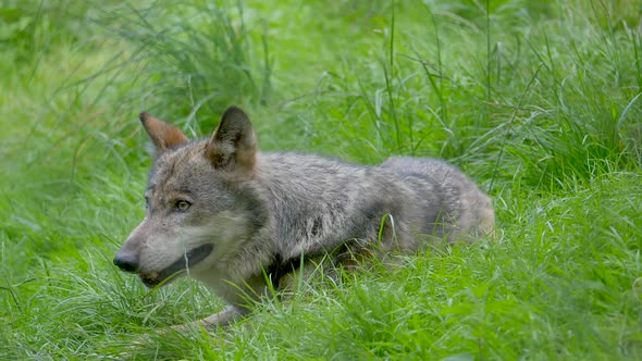 Close up of Canis Lupus Wolf sitting on watch in grass field,slow motion - Chasing and hunting in wi alt