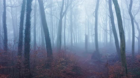 Aerial drone video of haunted Halloween woods scene in misty foggy weather conditions with trees  alt