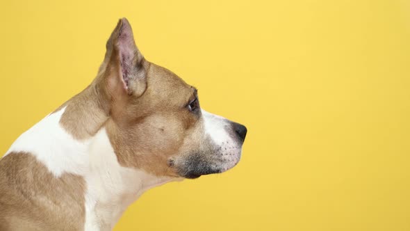 Pit Bull Terrier Dog Looks Into the Camera on a Yellow Background