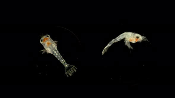 Black Sea Plankton and Zooplankton Under a Microscope, Order Mysida alt