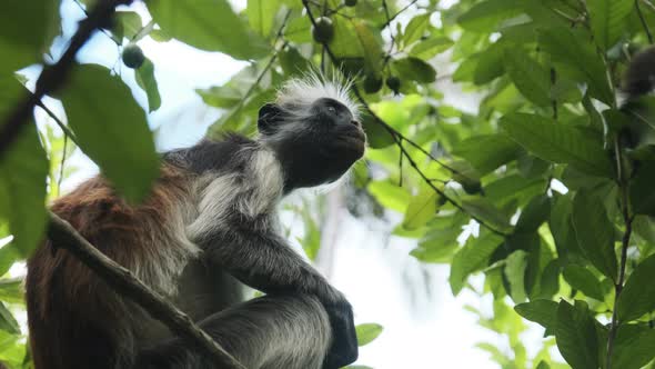 Red Colobus Monkey Sitting on Branch in Jozani Tropical Forest Zanzibar Africa alt