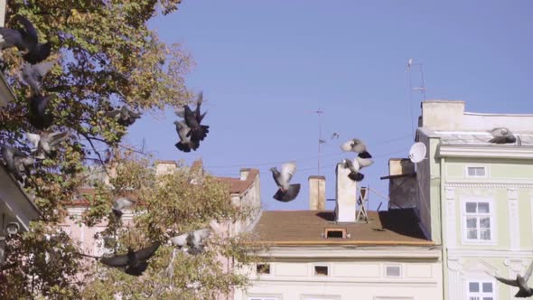 Pigeons Fly in the City alt