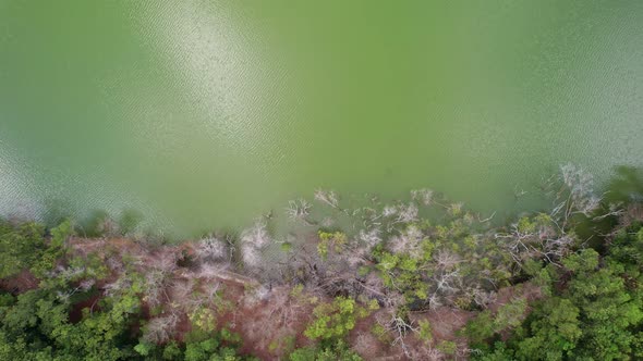 Top view forest trees with swamp or pond Ecosystem and healthy environment concept and nature alt