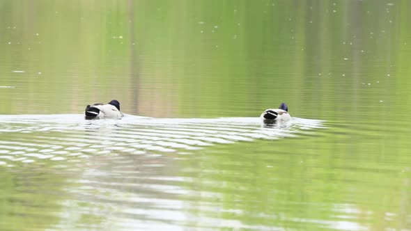Mallards Swim in a Pond on an Autumn Sunny Day alt