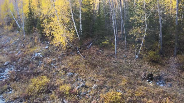 Two Men are Resting By the Fire on the Bank of a Fast Mountain River Autumn alt