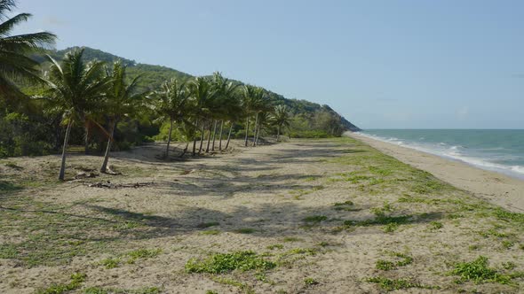 Aerial, Palms On Wangetti Sand Beach In Cairns In Queensland, Australia