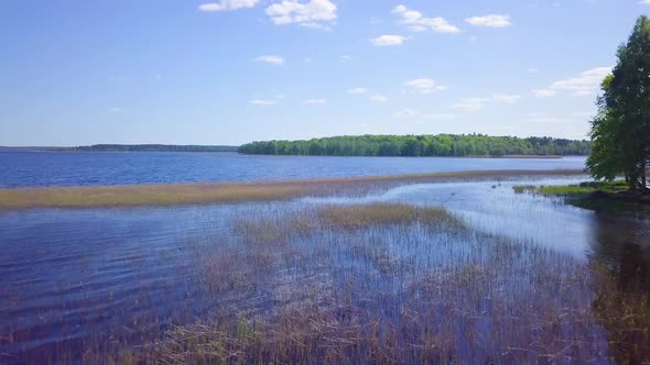 Aerial view of a Lake Usma (Latvia) coastline with old reeds on a sunny summer day, distant islands alt