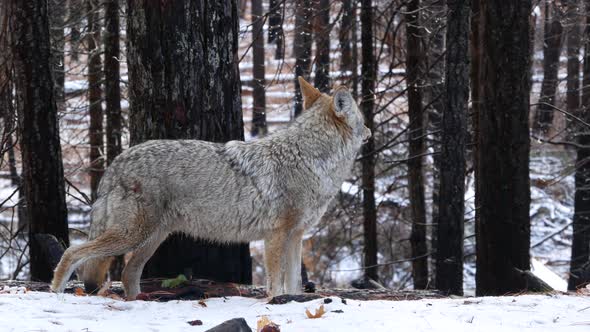 Wild Wolf Coyote or Coywolf Winter Snowy Fores California Wildlife Fauna USA alt