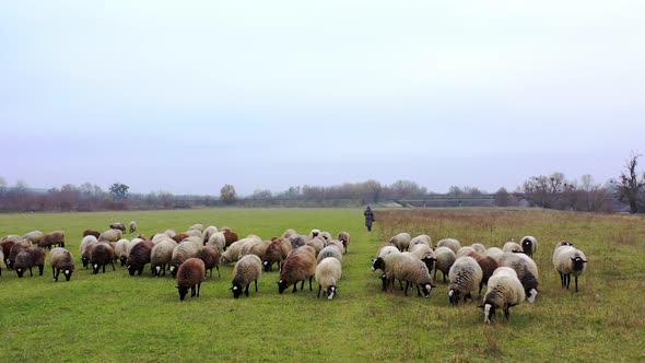 Sheep grazing in late autumn.  alt