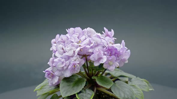 Violet Flowers