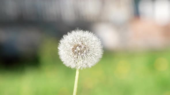 Blowball Taraxacum with White Seeds Macro Slow Motions Flower alt