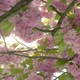 Slow Tracking Desending through Cherry Blossoms Framing a Strong Lens Flare - VideoHive Item for Sale