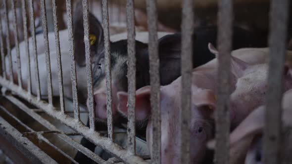 The Blach Pig Wants to Eat and Climbs Into the Trough to the Otger Piglets alt