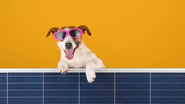 Funny dog breed Jack Russell in sunglasses holds a solar panel