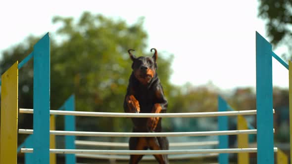Doberman jumping over agility fence, Ultra Slow Motion alt