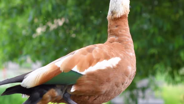Close-up of a red duck