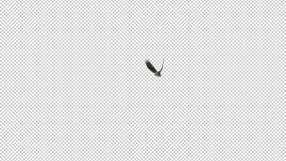 Owl - Horned - Flying Transition I