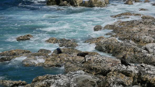 Wild fur seals sleep on the rock at Kaikoura, South Island, New Zealand alt