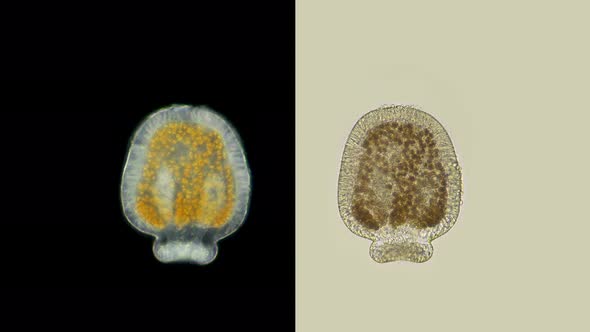 Planus Coelenterata Larva, Embryo Under a Microscope, order Coelenterata alt