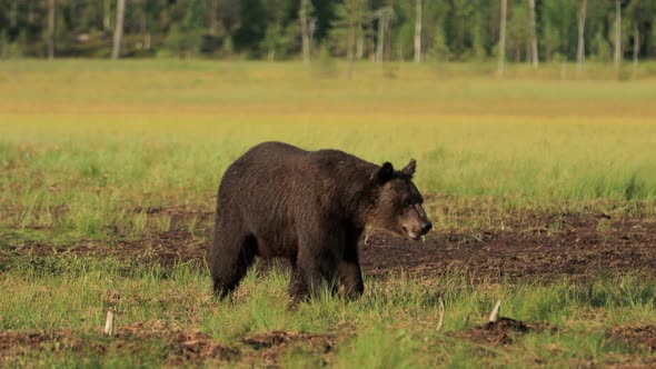 Brown Bear Ursus Arctos in Wild Nature is a Bear that is Found across Much of Northern Eurasia alt