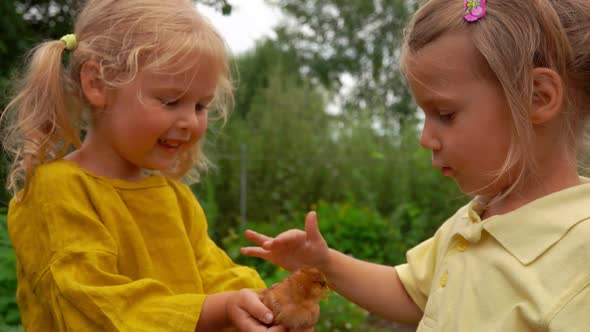 Two Cute Little Girls are Looking and Stroking the Little Chicken alt