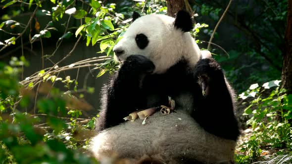 Giant Panda Bear Eating Bamboo alt