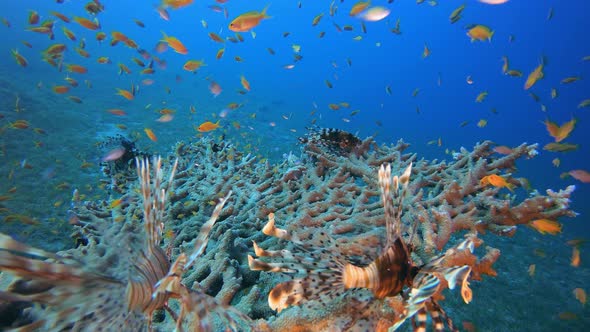 Coral Garden Scene Lion-Fish alt