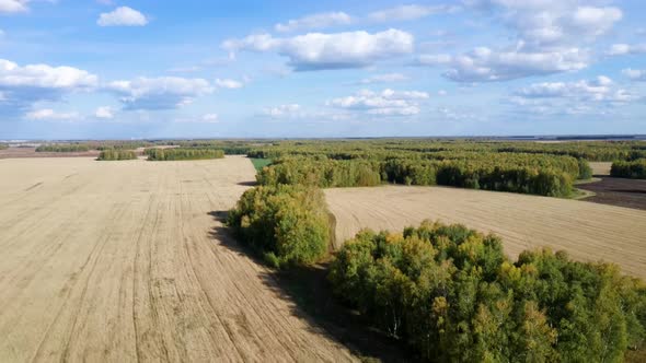 Aerial View on Wheat Field at Sunny Day on the Background of Rural Countryside alt
