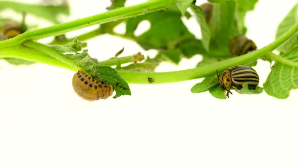 Larvae of a Potato Bug Eat a Bush on White Background alt