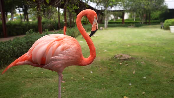 Flamingo in the Domenican Republic alt