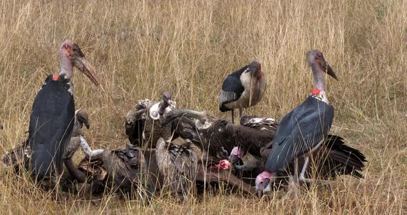 African White Backed Vulture, gyps africanus, Ruppell's Vulture, gyps rueppelli alt