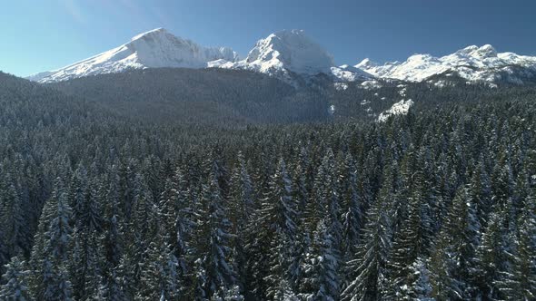 Flight Over the Snow-covered Spruce Forest with Mountains in the Background