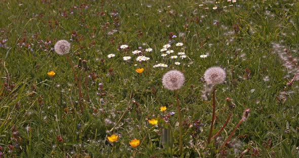 Common Dandelion, taraxacum officinale, seeds from 'clocks' being blown and dispersed by wind alt
