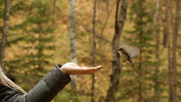Close-up of a Small Curious Bird Eating Bread From the Hand of a Young Woman in a Nature Park.