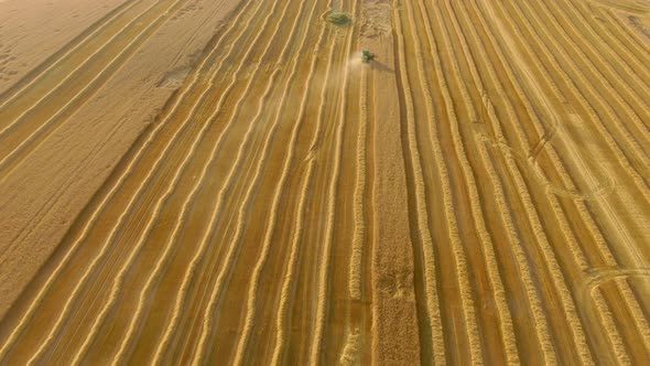 Aerial Flight Above the Combine Machines Harvesting Ripe Wheat on Golden Fields alt